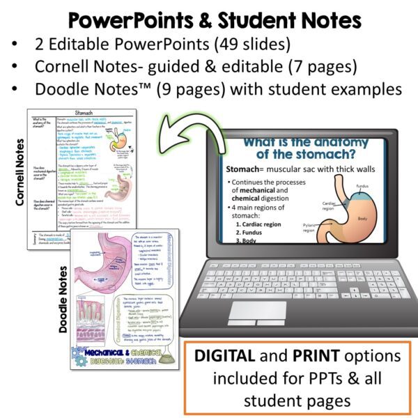 Digestive System Notes and PPT