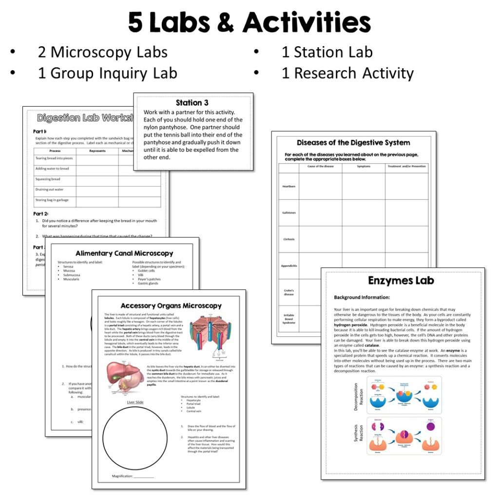 Digestive System Unit - Suburban Science
