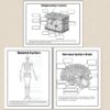 Human Body Systems Diagrams - Suburban Science