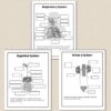 Human Body Systems Diagrams - Suburban Science