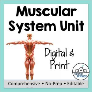 Muscular System Unit