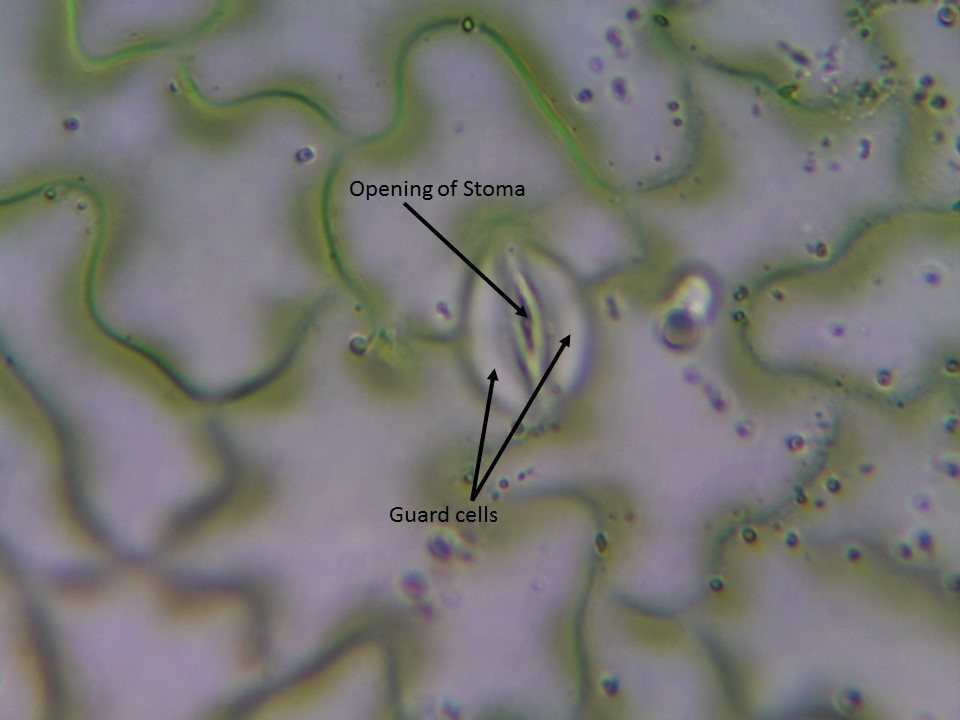 Photosynthesis Lab Experiment- Stomata Lab