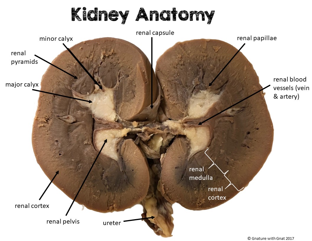 Kidney Dissection Lab Suburban Science Kidney Dissection Lab Suburban Science
