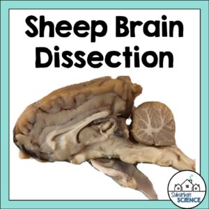Sheep brain dissection