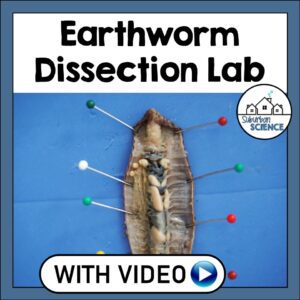 Earthworm Dissection