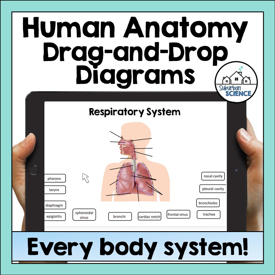 Virtual Anatomy Labs for High School