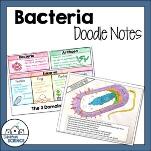 Bacteria Doodle Notes