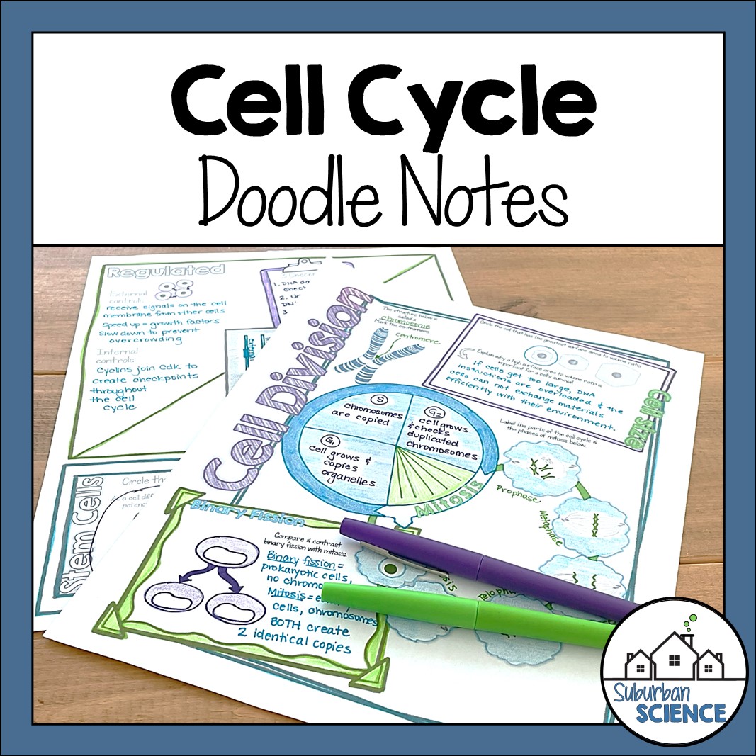 Mitosis & Cell Cycle Doodle Notes - Suburban Science