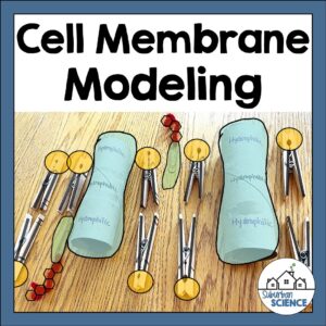 Cell Membrane Model
