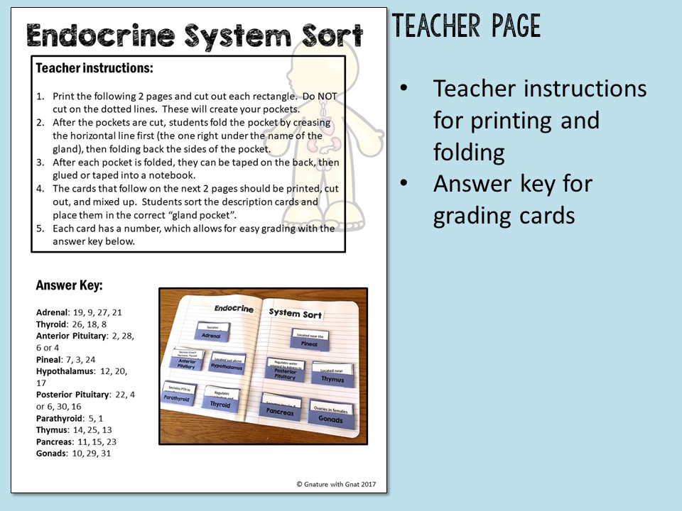 Endocrine Glands Sorting Cards - Image 2