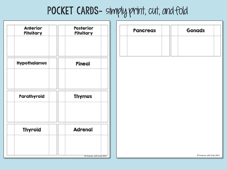 Endocrine Glands Sorting Cards - Image 3
