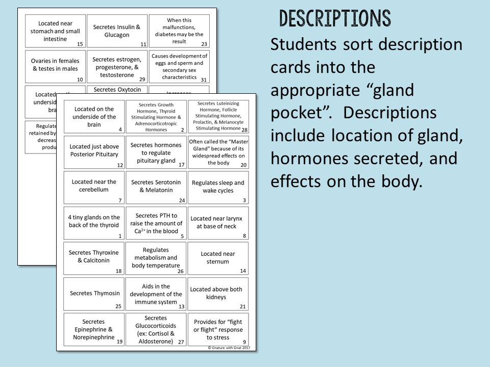 Endocrine Glands Sorting Cards - Image 4
