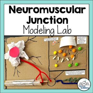 Anatomy Model- Neuromuscular Junction