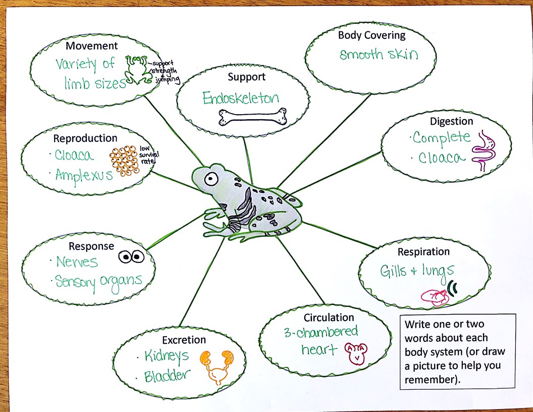 Vertebrate Animals Doodle Notes - Suburban Science