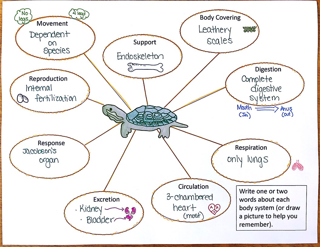 Vertebrate Animals Doodle Notes - Suburban Science