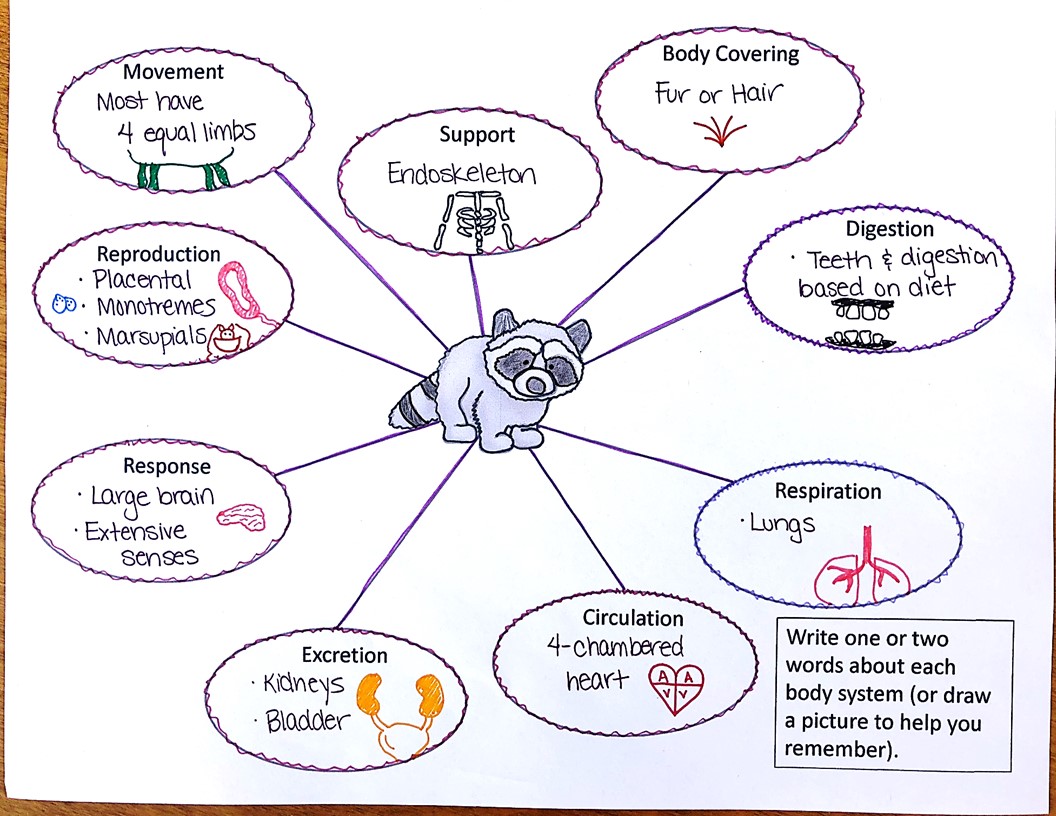 Vertebrate Animals Doodle Notes - Suburban Science