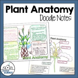 Plant Anatomy Doodle Notes