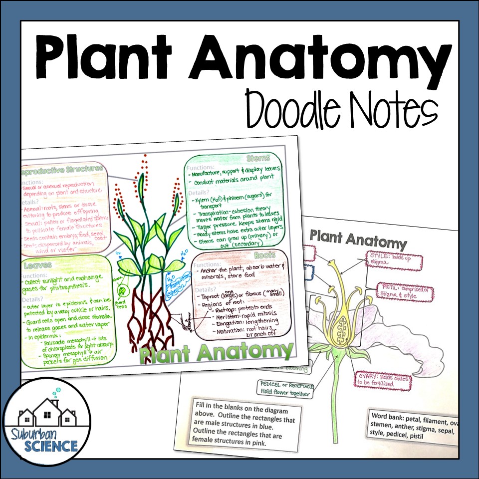 Plant Anatomy Doodle Notes