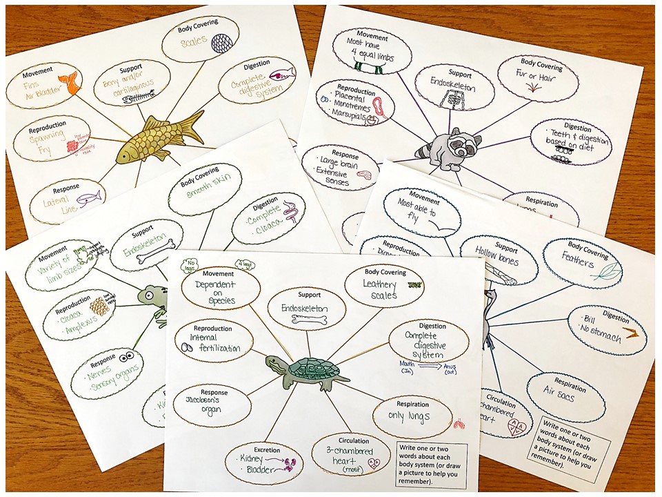 Vertebrate Animals Doodle Notes - Suburban Science