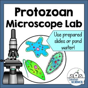 Protist Lab- Diversity of Life