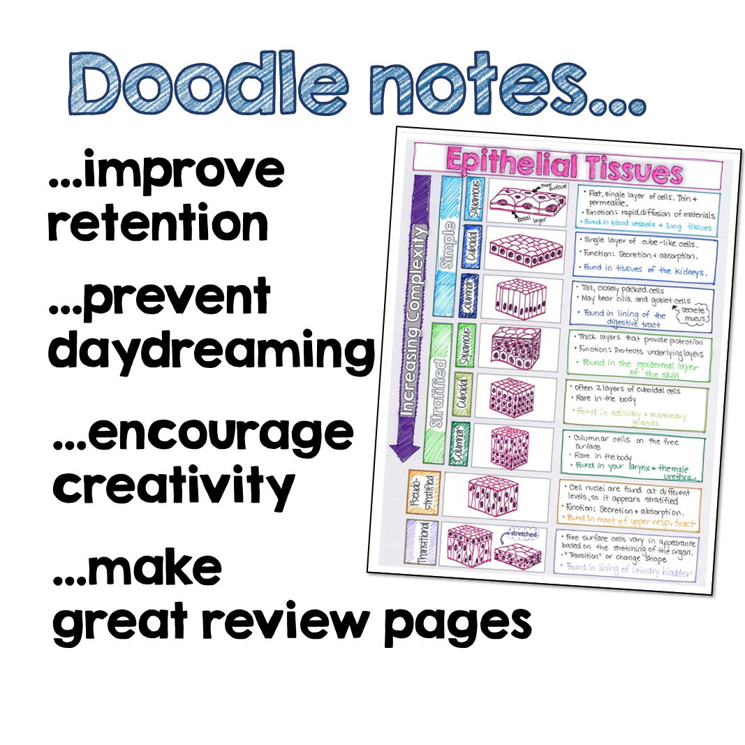 Histology Doodle Notes - Suburban Science