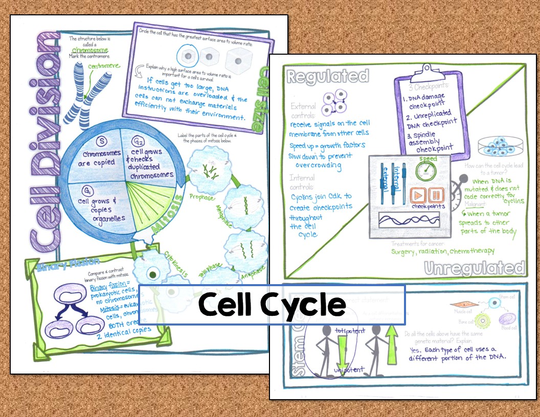 Mitosis & Cell Cycle Doodle Notes - Suburban Science