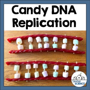 DNA Replication Model Lab