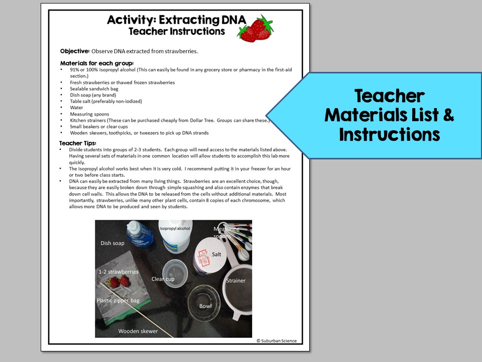 Strawberry DNA Extraction Lab - Image 2