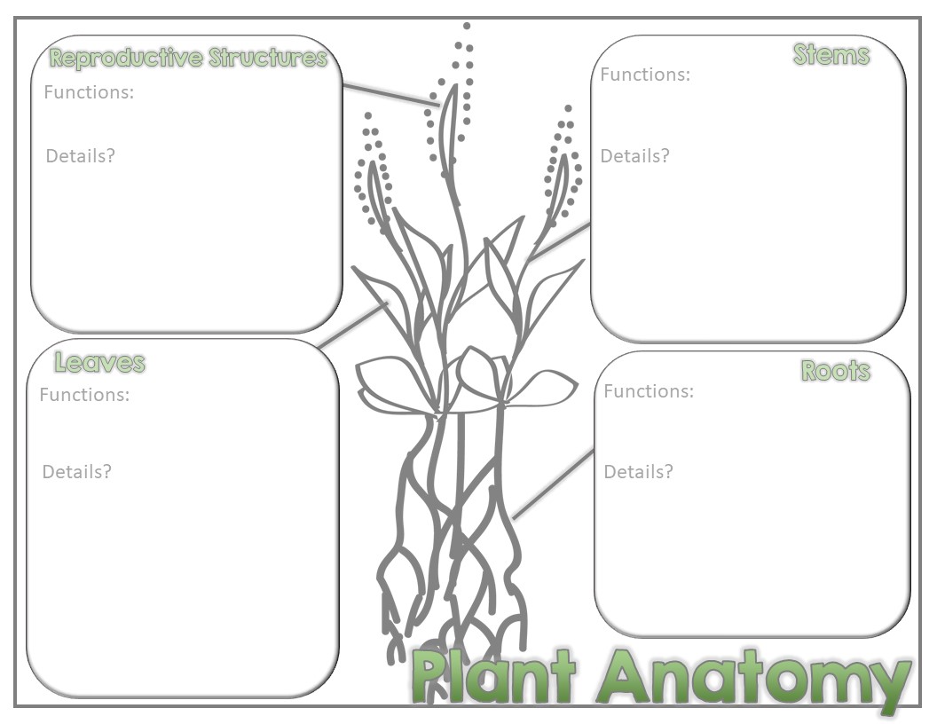 Plant Anatomy Doodle Notes - Image 2