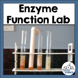 Enzyme Lab Experiment with Potatoes