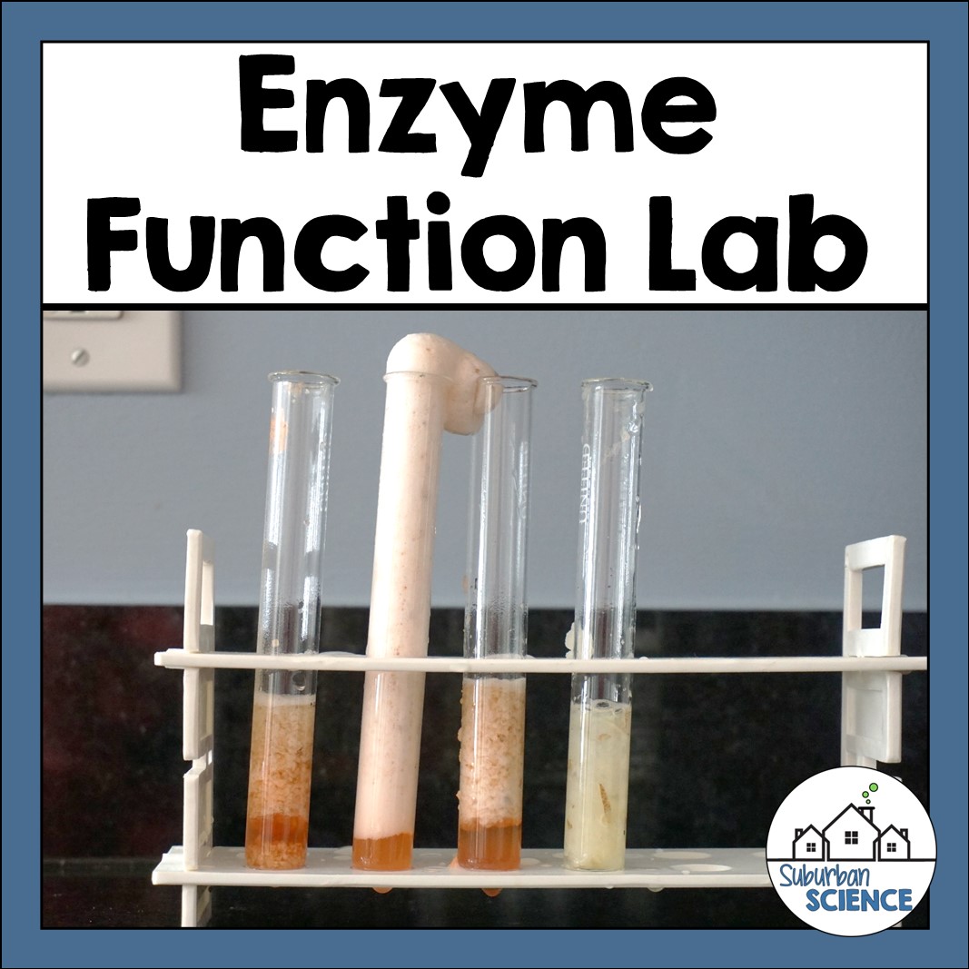 Enzyme Lab Experiment with Potatoes