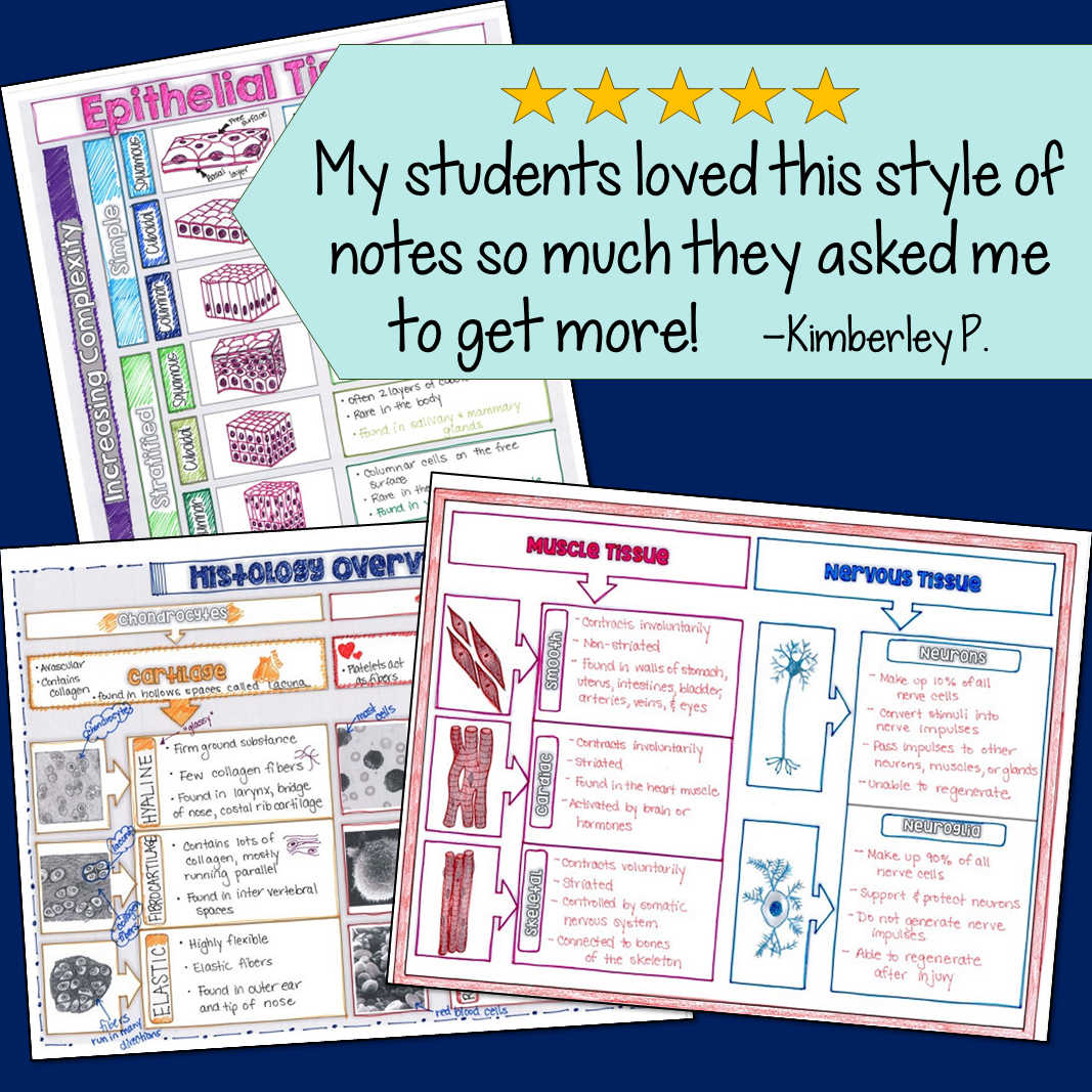 Histology Doodle Notes - Suburban Science