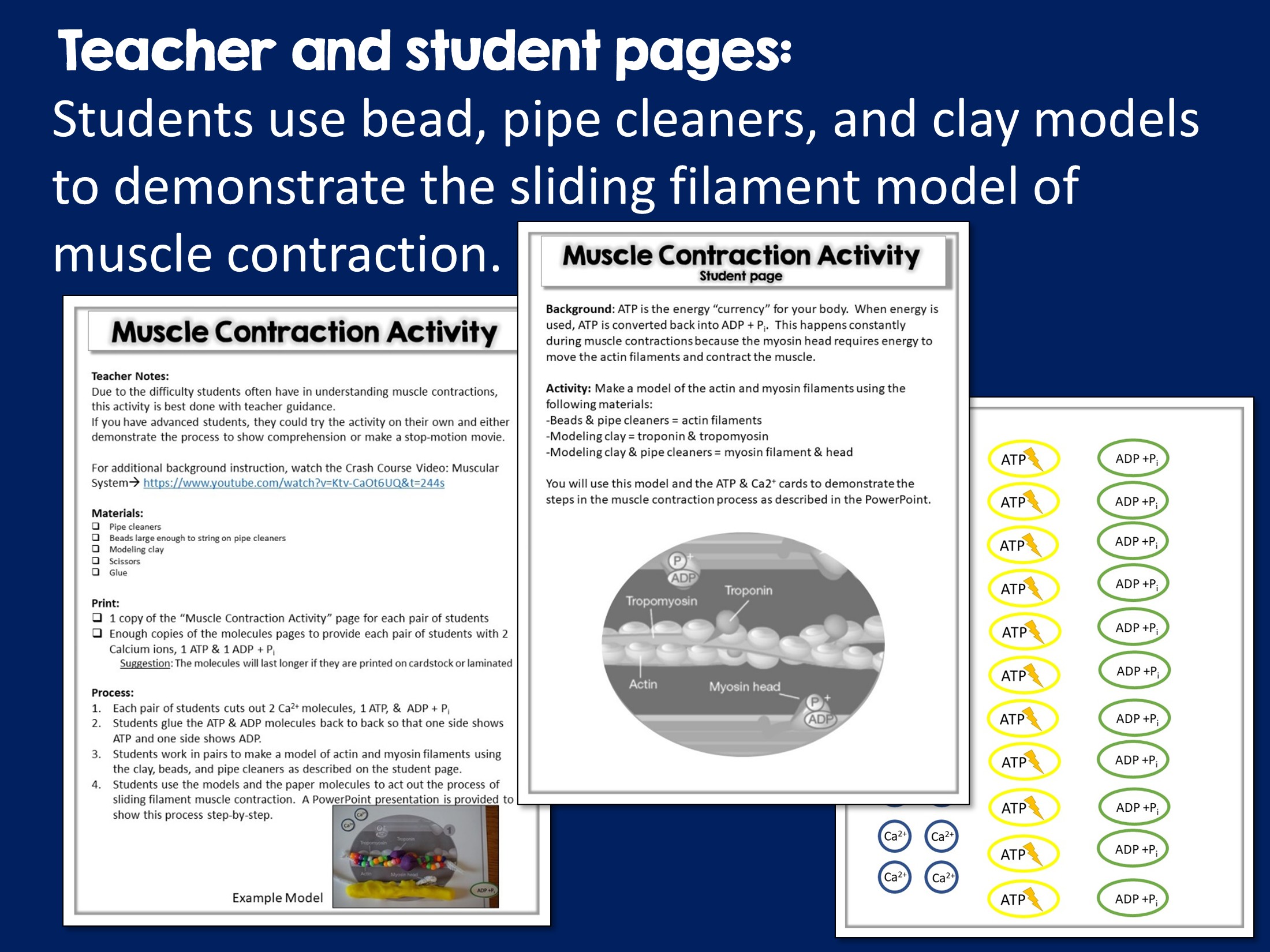 Values In Science Ppt Sliding Filament Model Activity - Suburban Science