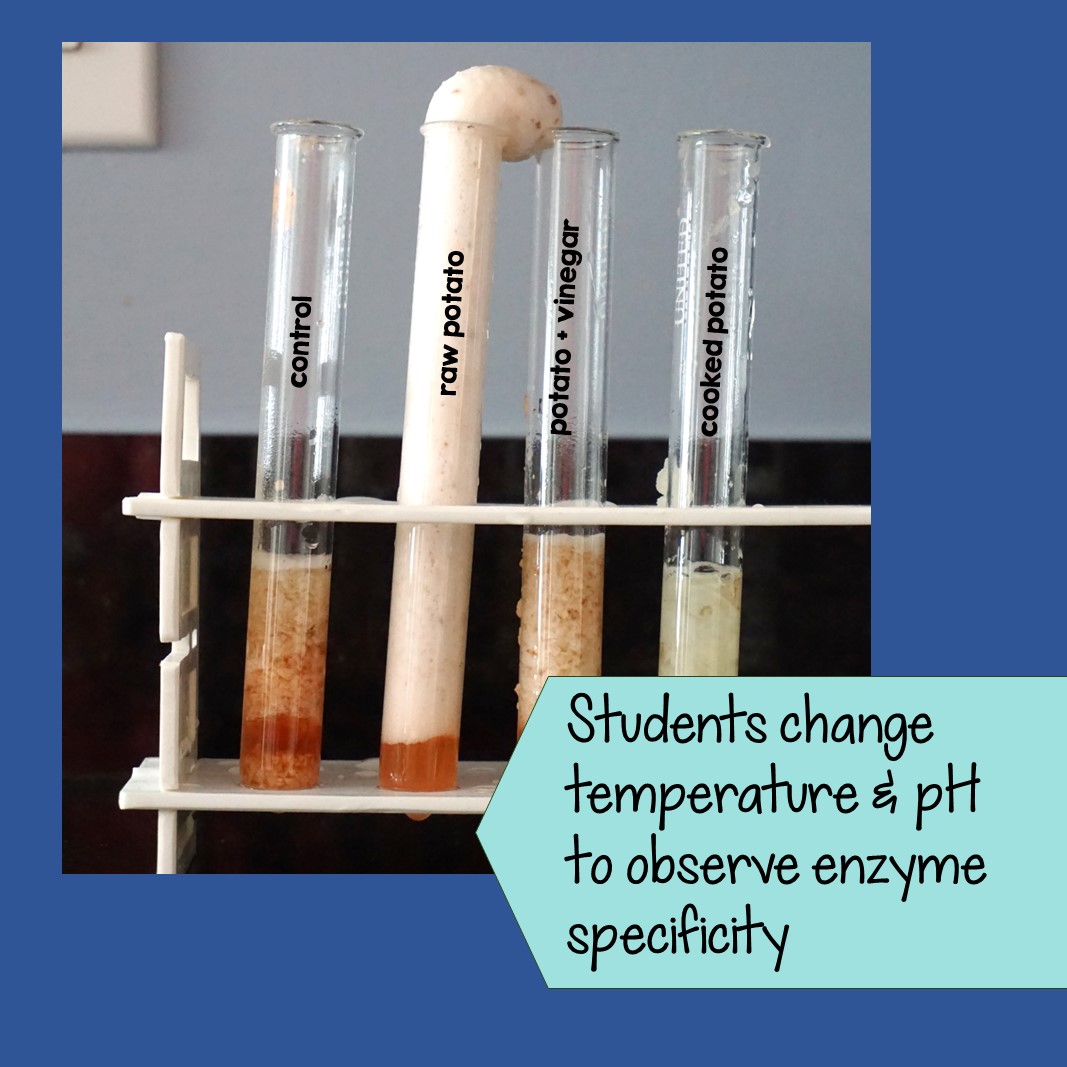 Enzyme Lab