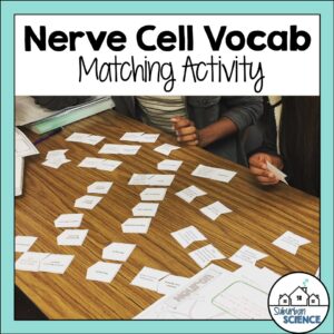 Nervous System Activity- Vocabulary Matching