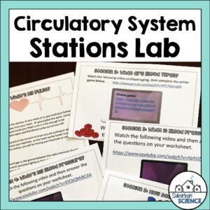 Cardiovascular System Activity- Stations