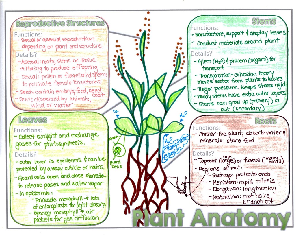 Plant Anatomy Doodle Notes - Image 5