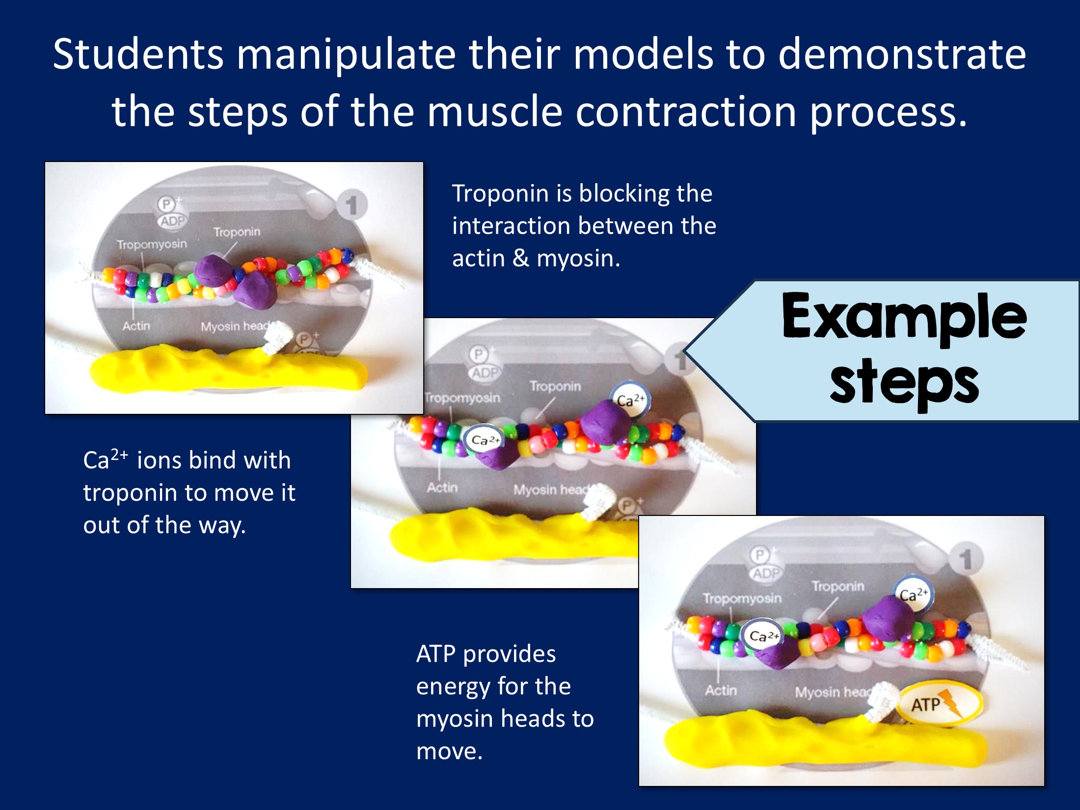 Values In Science Ppt Sliding Filament Model Activity - Suburban Science