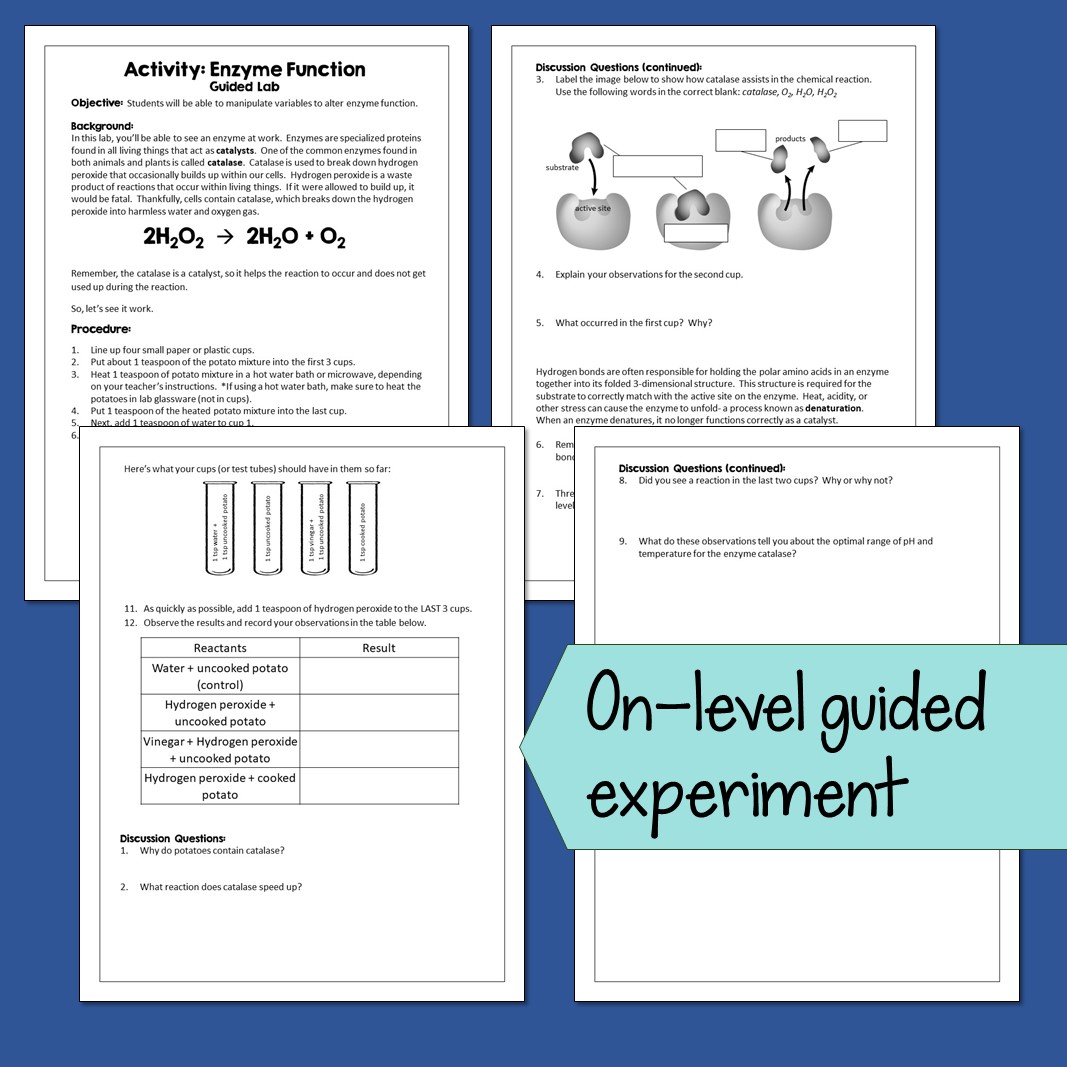 Enzyme Lab Activity with Potatoes - Image 3