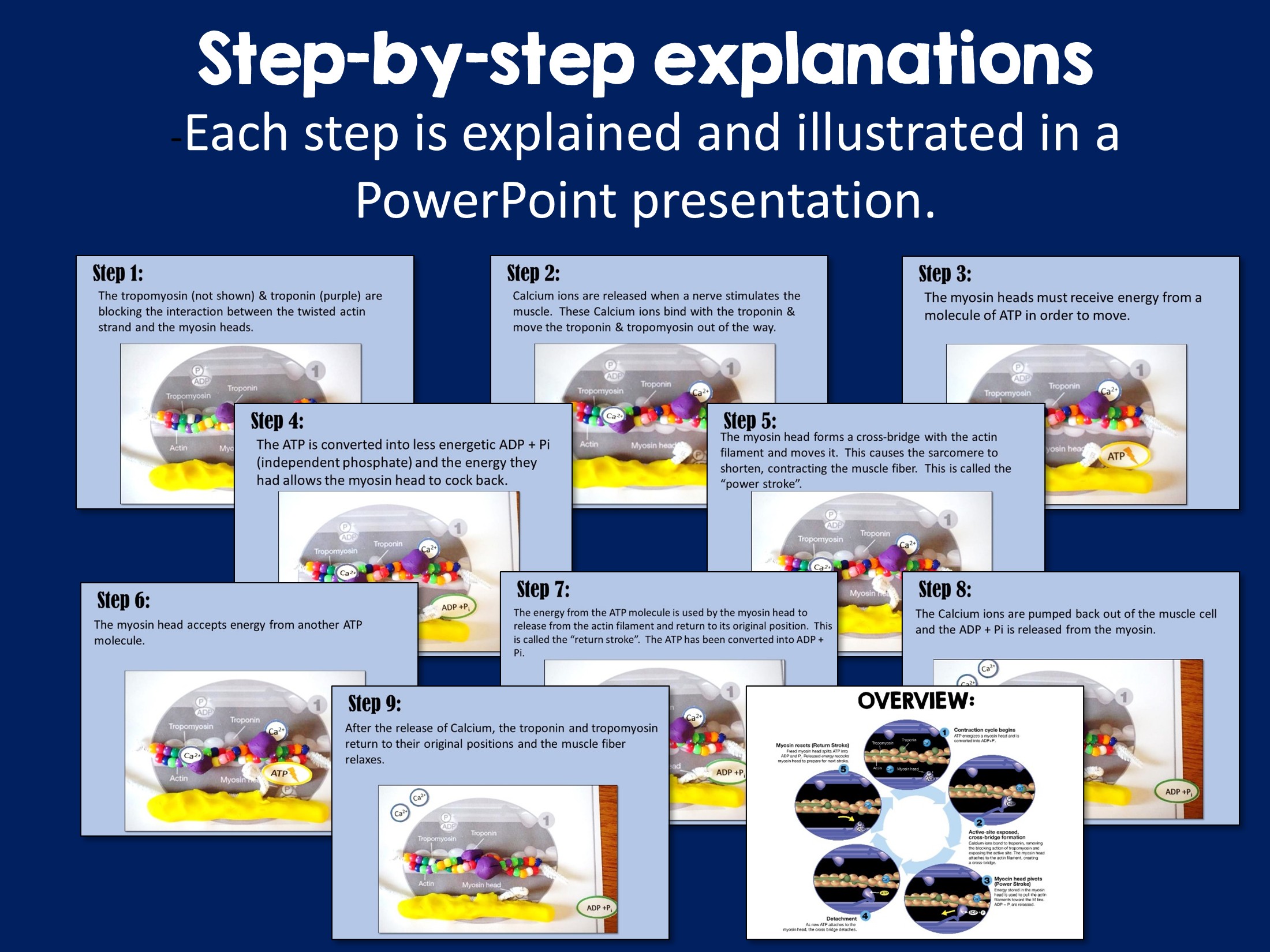 Values In Science Ppt Sliding Filament Model Activity - Suburban Science