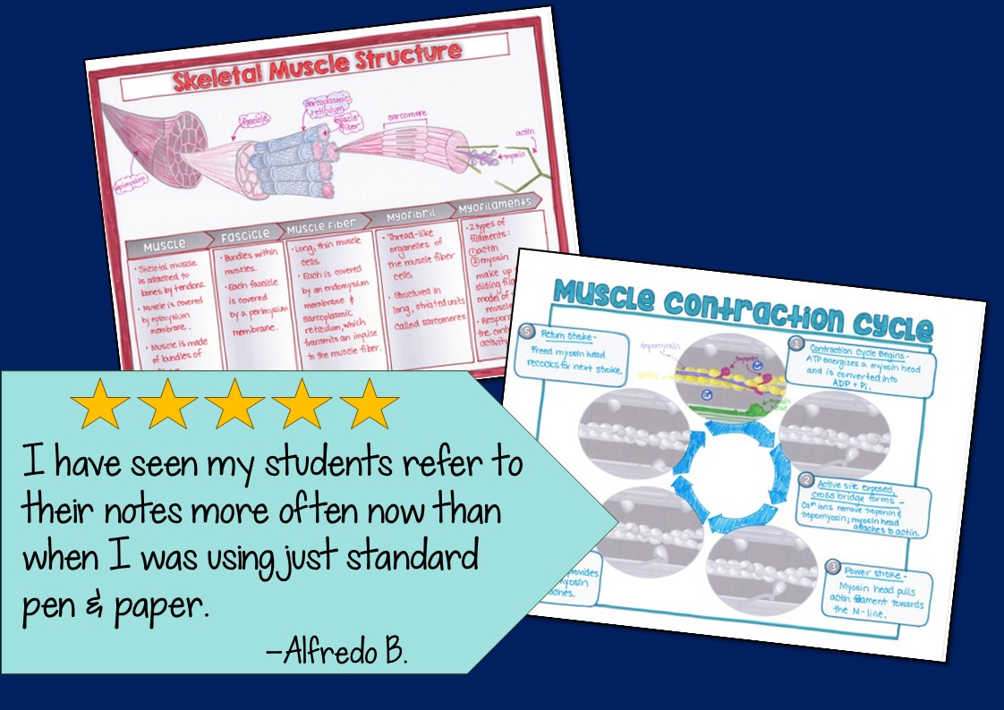 Musclar System Types Muscular System Doodle Notes - Suburban Science
