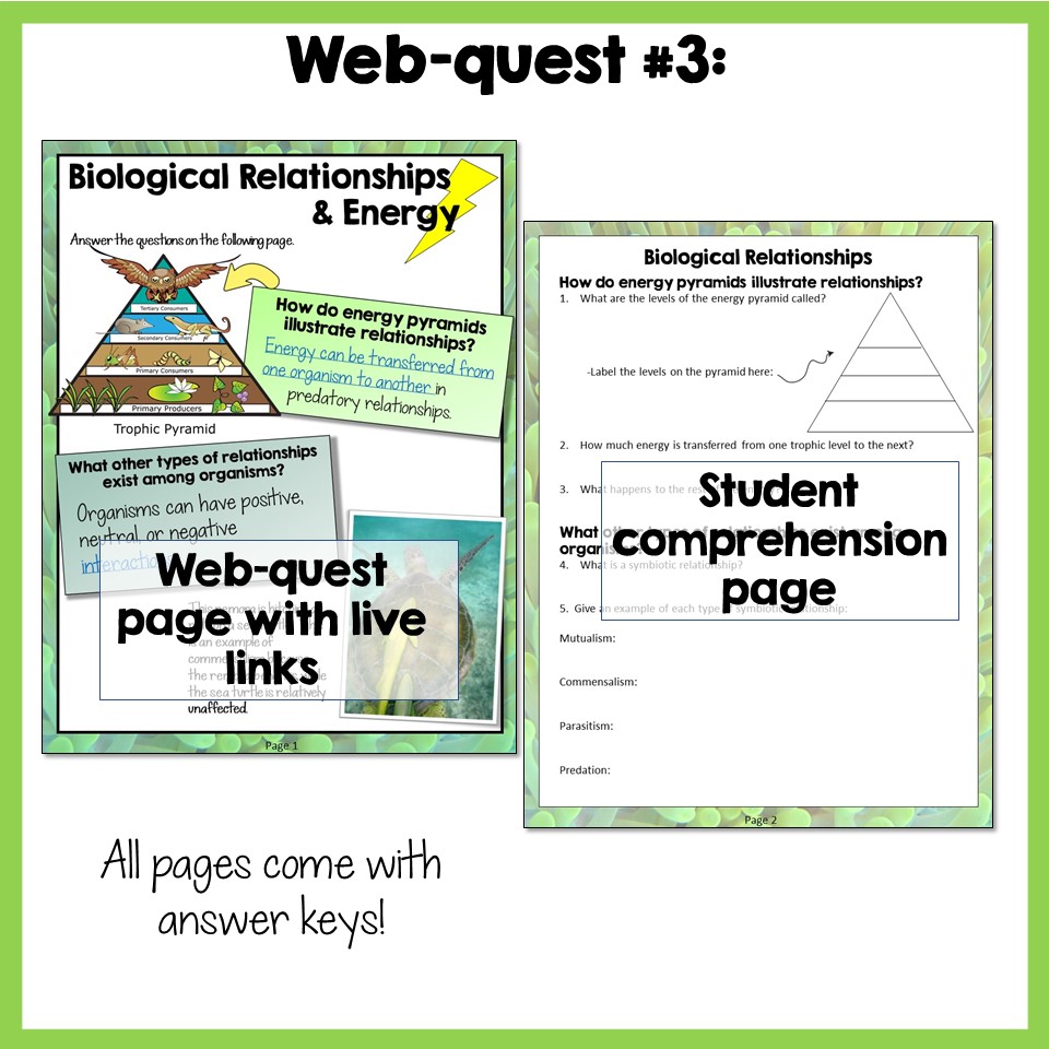 Food Web & Ecology Webquests - Image 5