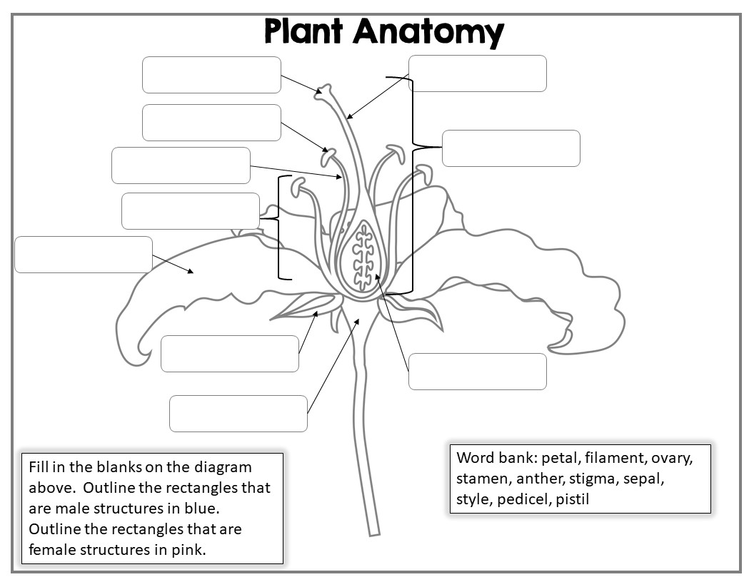Plant Anatomy Doodle Notes - Image 4