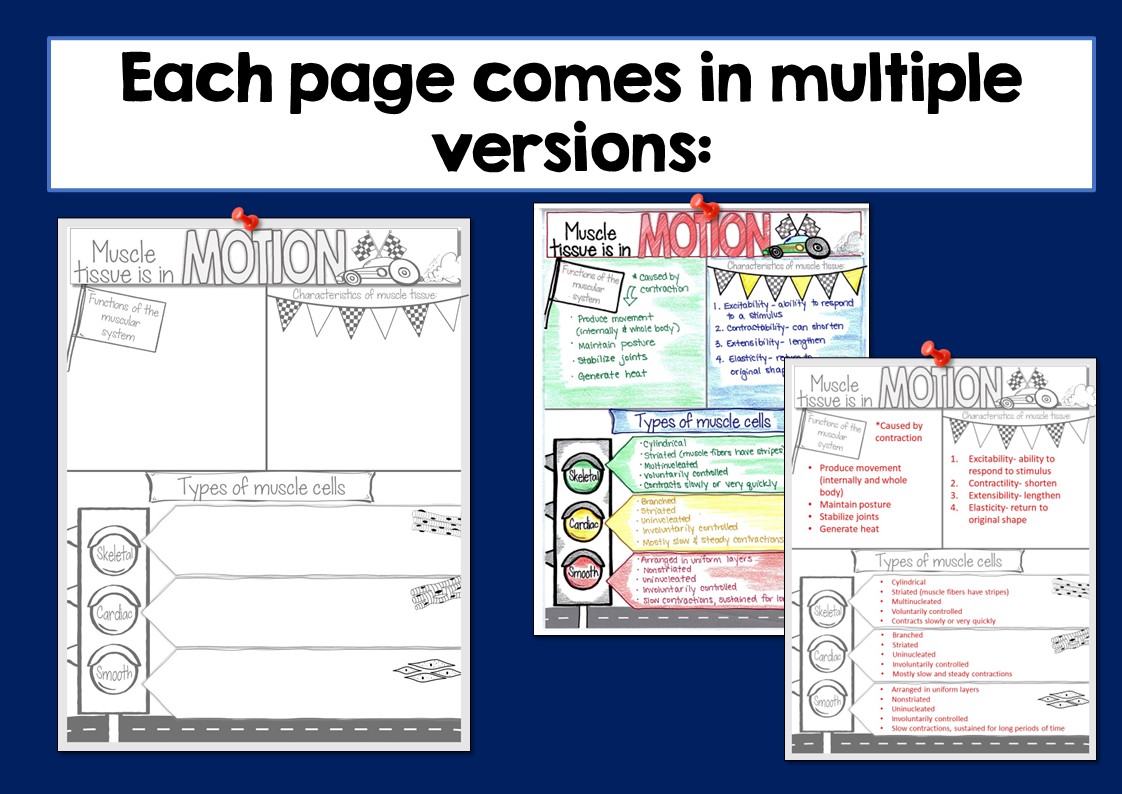 Musclar System Types Muscular System Doodle Notes - Suburban Science