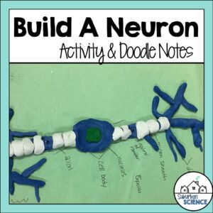 Neuron Model Project