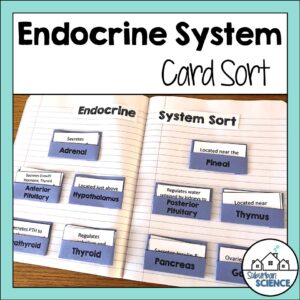 Endocrine Glands Sorting Cards