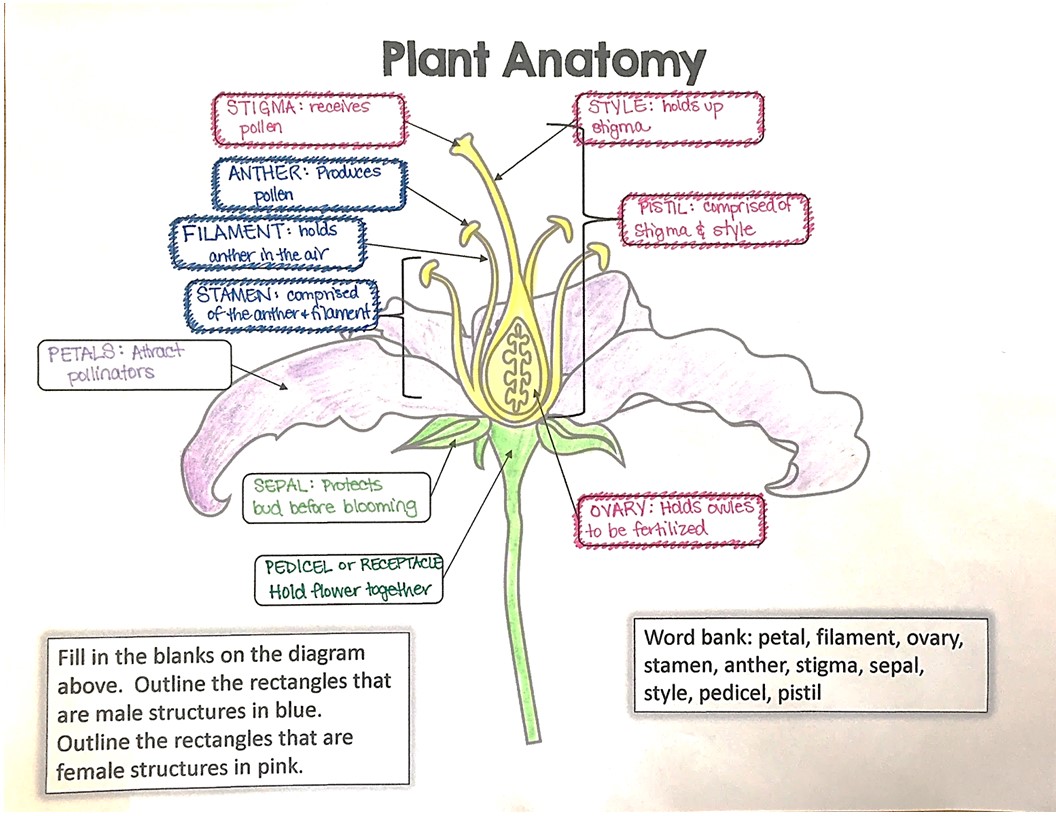 Plant Anatomy Doodle Notes - Image 3