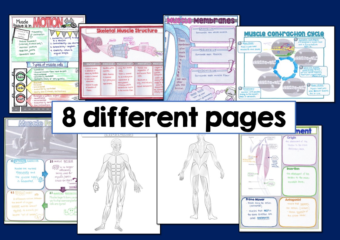 Musclar System Types Muscular System Doodle Notes - Suburban Science