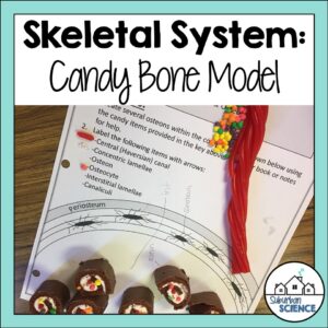 Bone Model