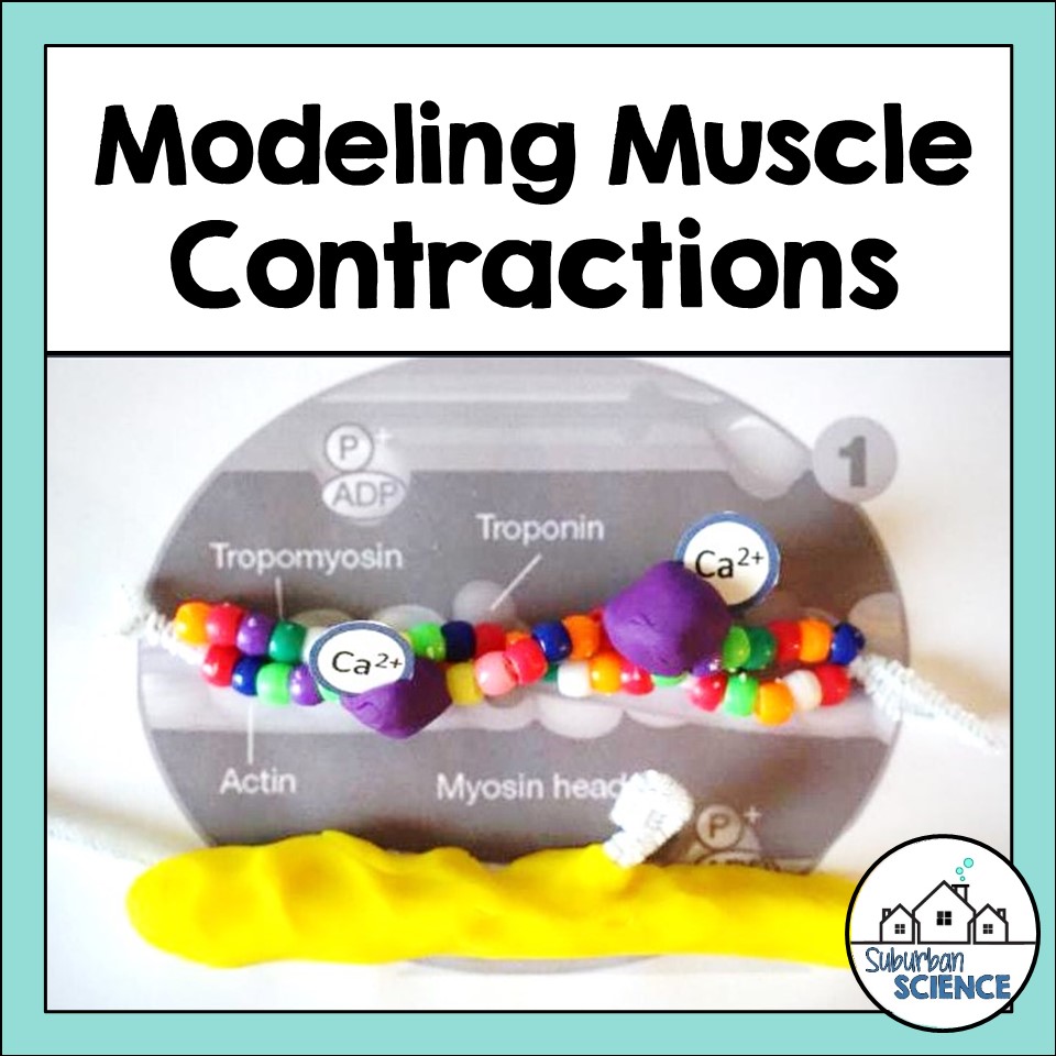 Values In Science Ppt Sliding Filament Model Activity - Suburban Science